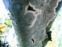 Bjerkandera adusta image