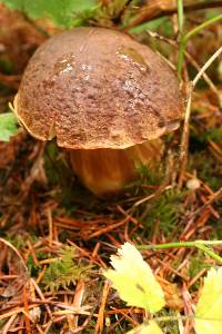 Boletus fibrillosus image