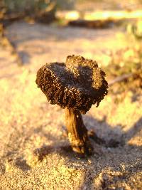 Agaricus zelleri image