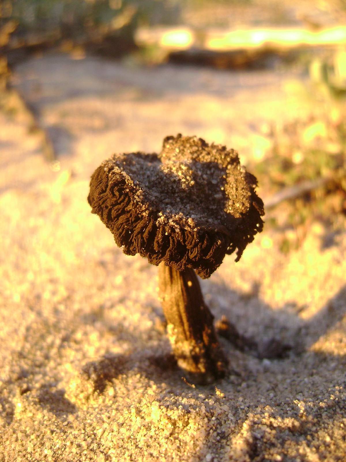 Agaricus zelleri image