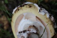 Amanita vernicoccora image