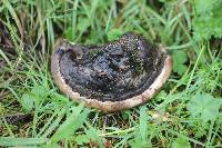 Ganoderma polychromum image