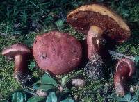 Boletus flammans image