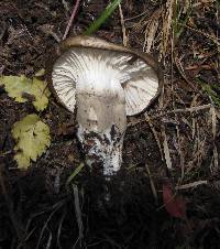 Hygrophorus olivaceoalbus image