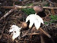 Geastrum pectinatum image