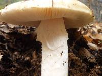 Amanita vernicoccora image