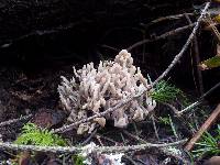 Clavulina coralloides image