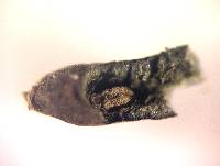 Aspergillus alliaceus image