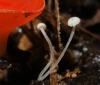 Mycena aciculata image