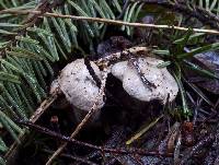 Clitocybe sclerotoidea image