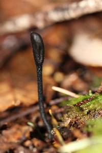 Trichoglossum hirsutum image