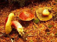 Boletus smithii image