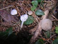 Amanita sect. Vaginatae image