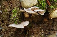 Entoloma byssisedum image