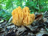 Ramaria formosa image