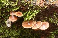 Mycena inclinata image