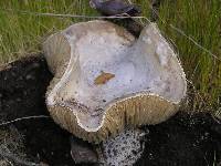 Amanita smithiana image