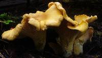 Cantharellus formosus image