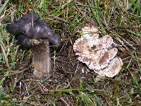 Clitocybe sclerotoidea image