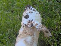 Amanita vernicoccora image