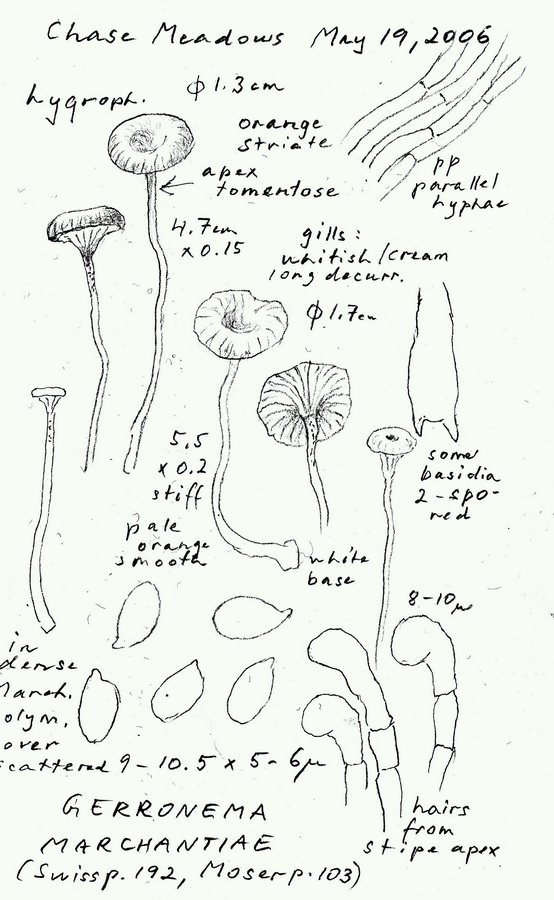 Loreleia marchantiae image