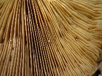 Lactarius argillaceifolius image