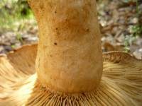 Lactarius argillaceifolius image