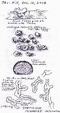 Corticium minnsiae image