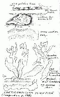 Corticium minnsiae image