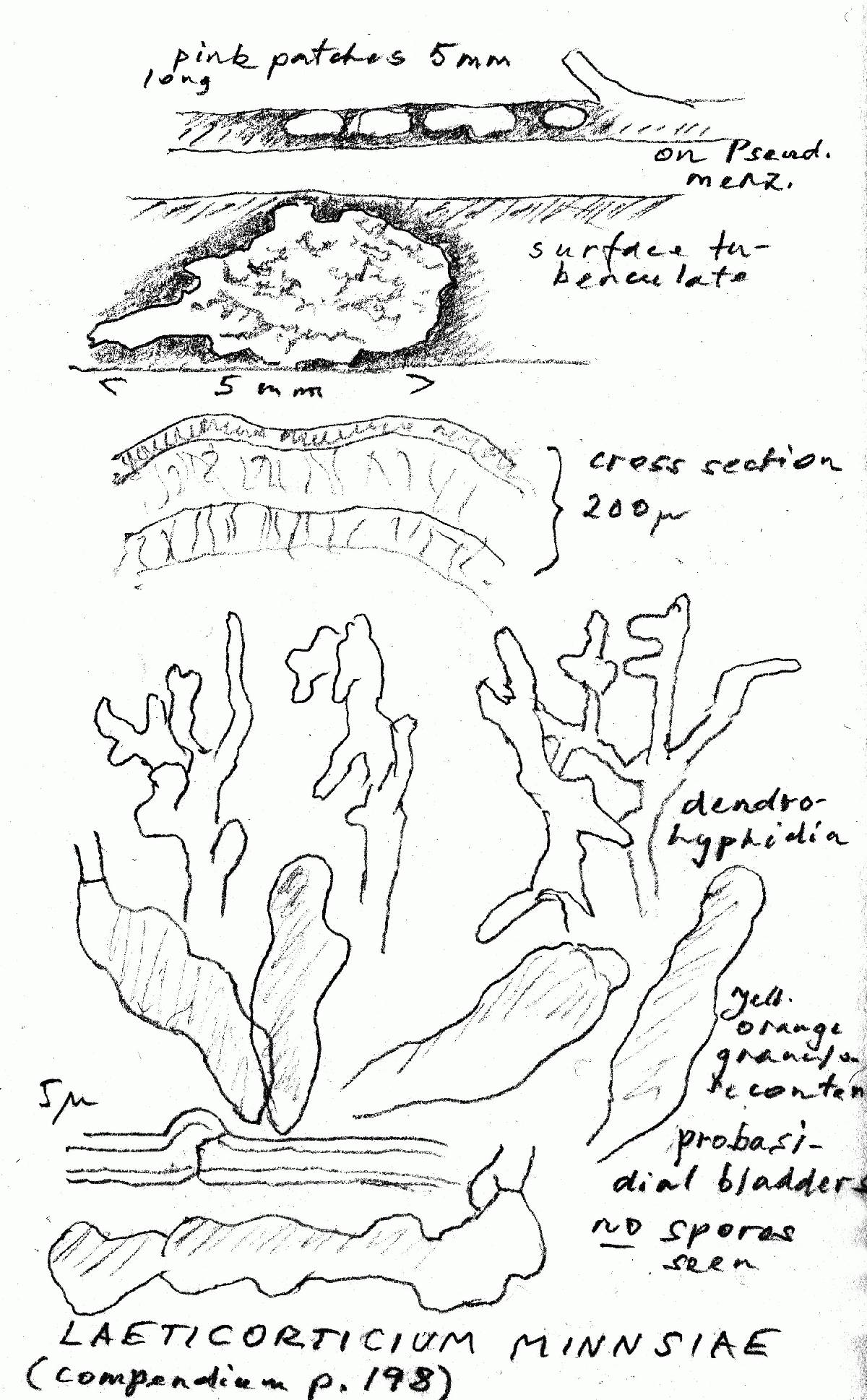 Corticium minnsiae image