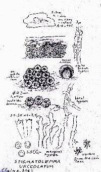 Resupinatus urceolatus image