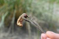 Ophiocordyceps ravenelii image