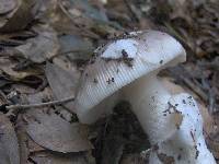 Amanita constricta image