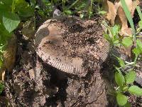 Amanita constricta image