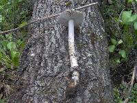 Amanita constricta image