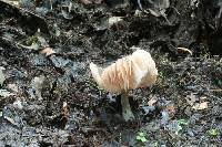 Pluteus cinereofuscus image