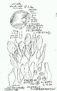 Pluteus cinereofuscus image