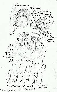 Pluteus nanus image