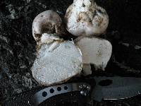 Calvatia pachydermica image