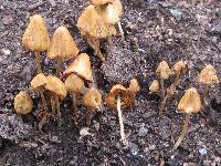 Conocybe siliginea image