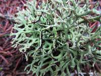 Hypogymnia heterophylla image