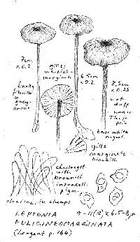 Entoloma fuligineomarginatum image