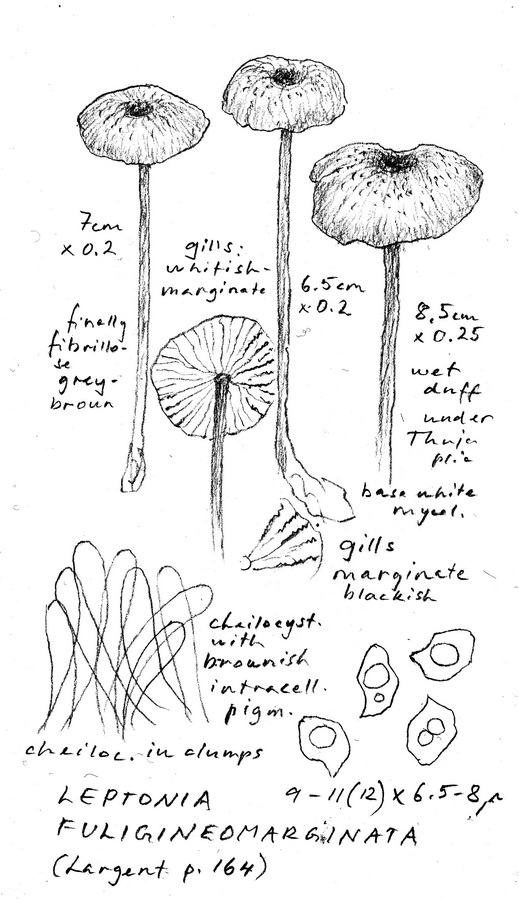 Entoloma fuligineomarginatum image