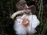 Agaricus porphyrizon image