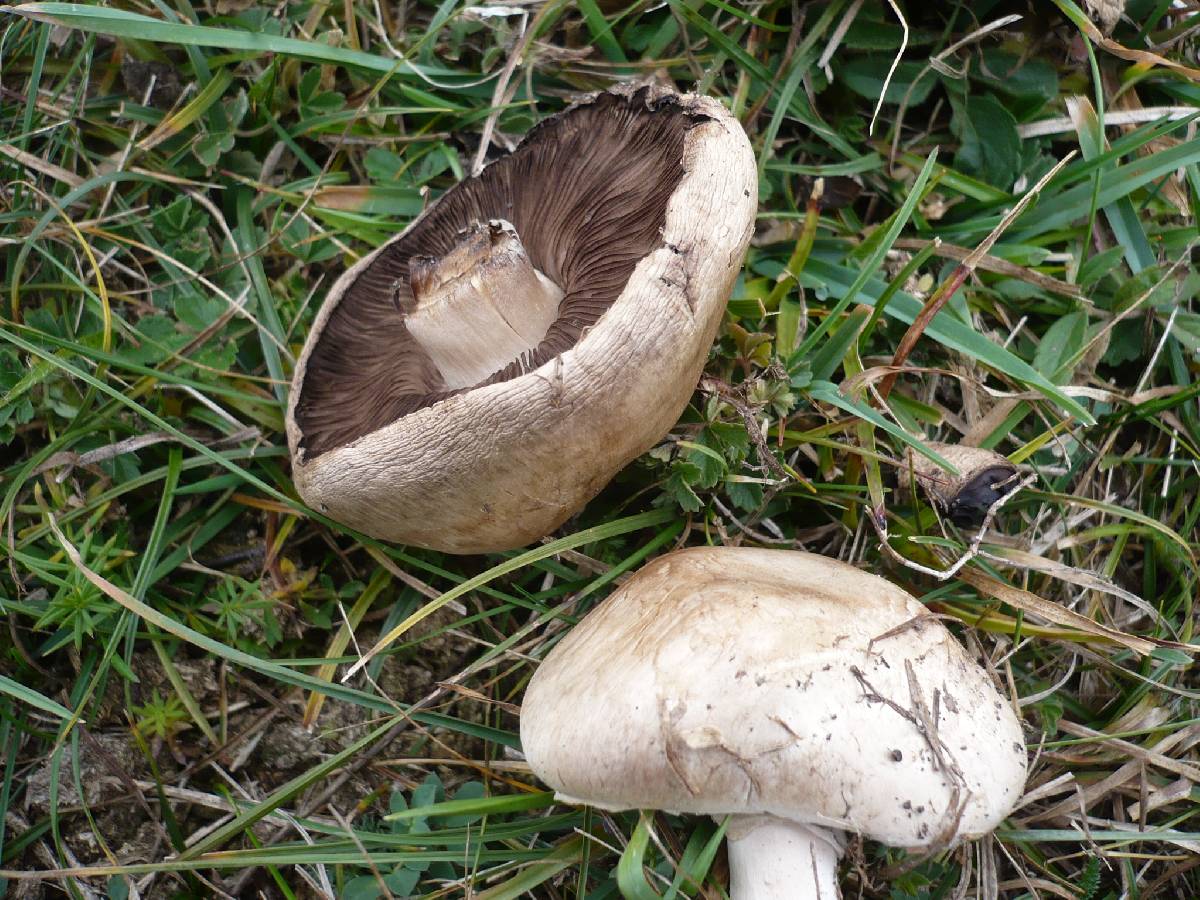 Agaricus pseudopratensis image