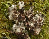 Peltigera evansiana image