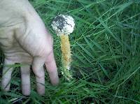 Battarrea phalloides image