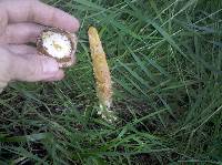 Battarrea phalloides image