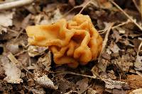 Gyromitra korfii image