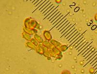 Oligoporus obductus image